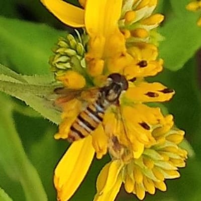 Verbesina alternifolia — flower