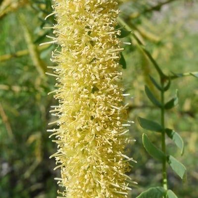Prosopis glandulosa — flower
