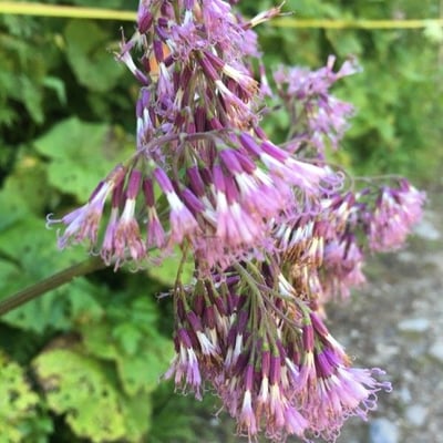 Adenostyles alliariae — flower