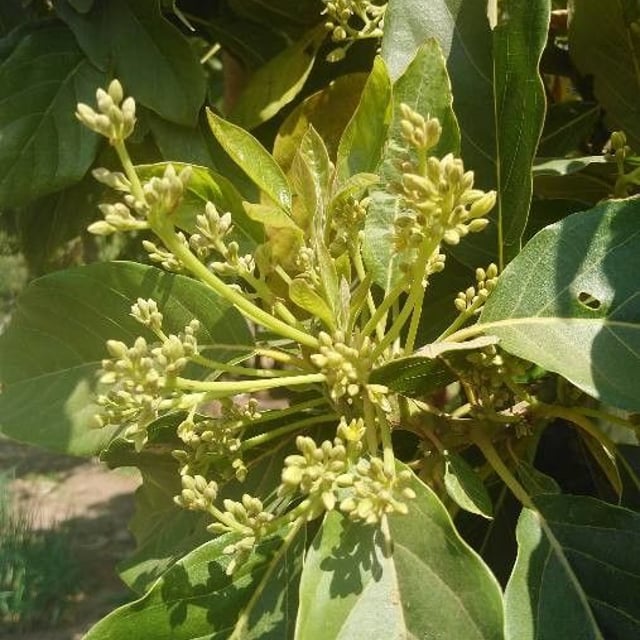 Persea americana — flower