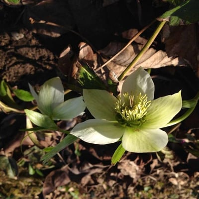 Helleborus viridis — flower