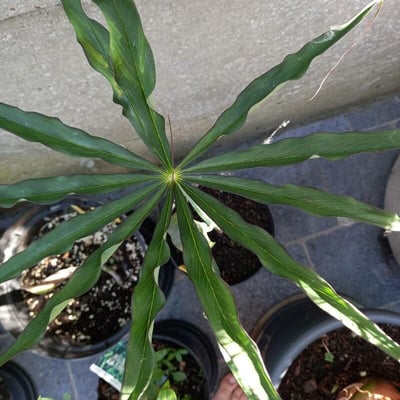 Arisaema consanguineum — leaf
