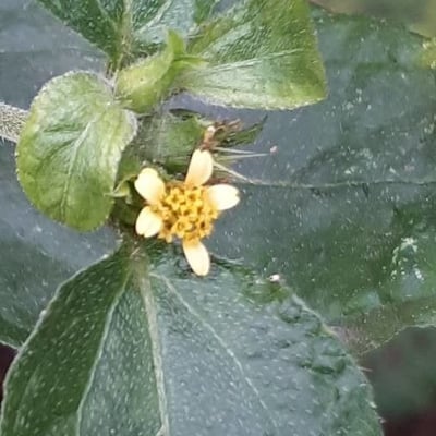 Synedrella nodiflora — flower