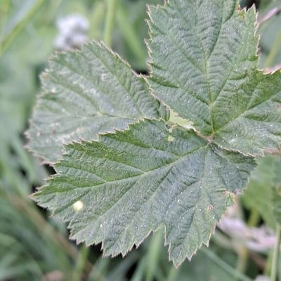 Rubus wahlbergii — leaf