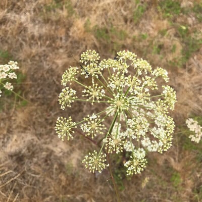 Peucedanum oreoselinum — flower