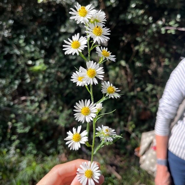 Symphyotrichum pilosum — flower