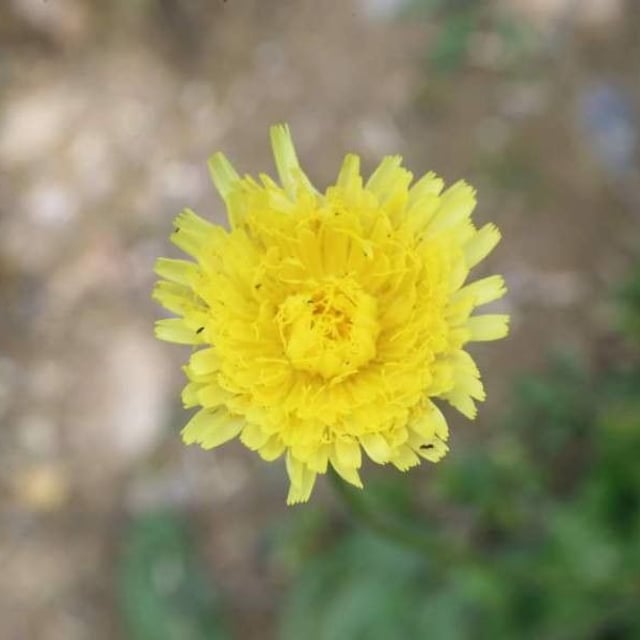 Hypochaeris maculata — flower
