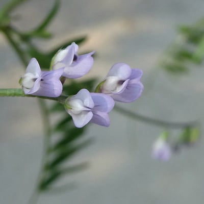 Vicia hirsuta — flower