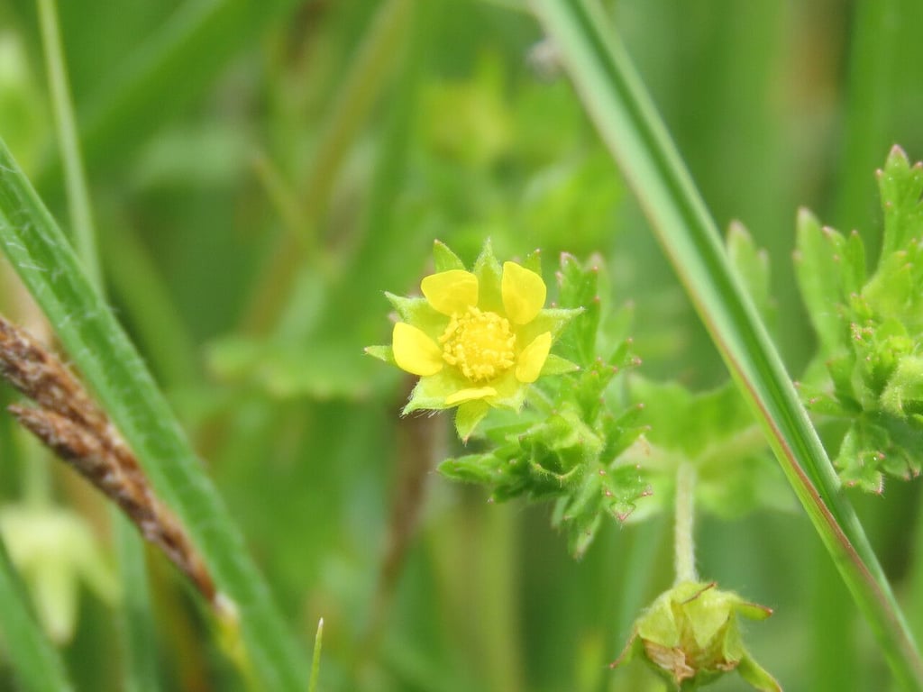 Bushy cinquefoil
