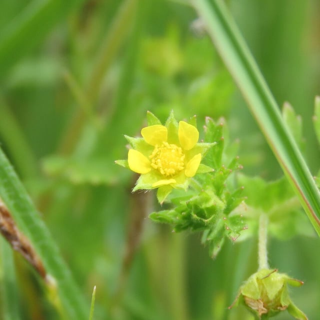 Potentilla supina — flower