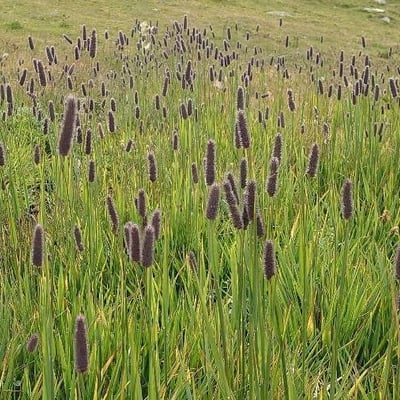 Phleum alpinum — flower