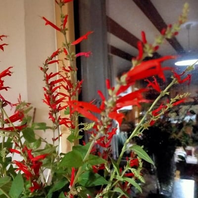 Salvia elegans — flower