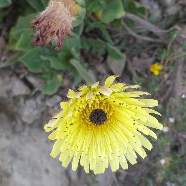 Tolpis barbata — flower