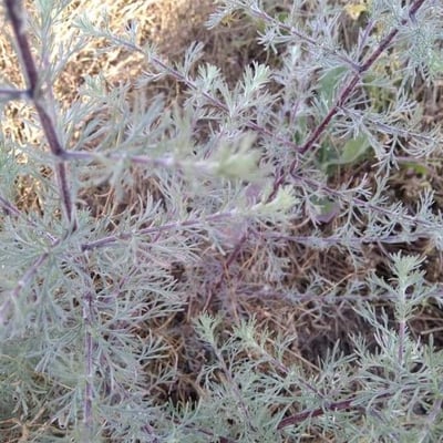Artemisia scoparia — leaf