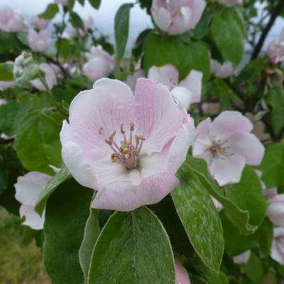 Cydonia oblonga — flower