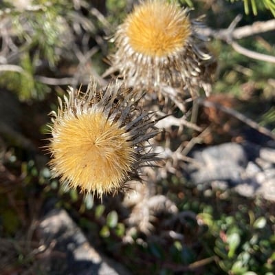 Carlina vulgaris — flower