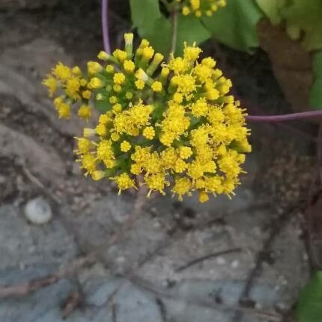 Delairea odorata — flower