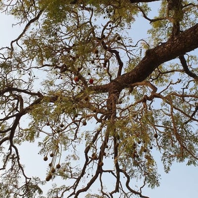 Parkia biglobosa — flower