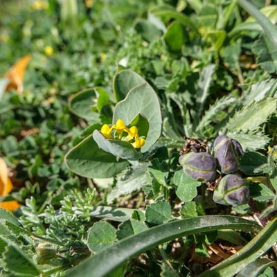 Coronilla scorpioides — flower