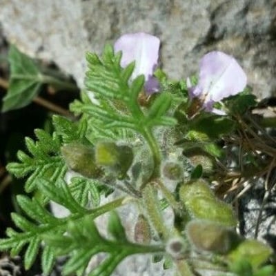 Teucrium botrys — flower