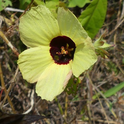 Hibiscus surattensis — flower