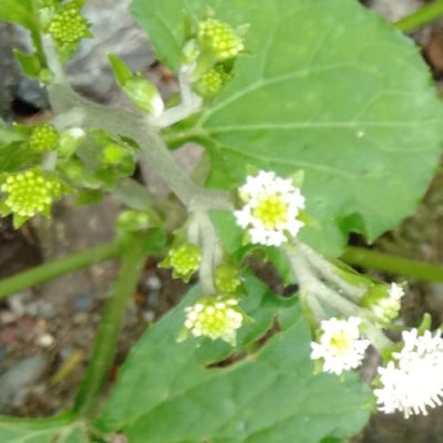 Adenocaulon himalaicum — flower