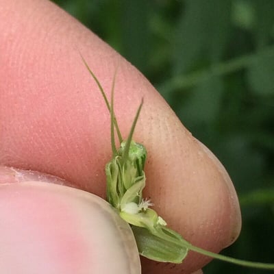Aegilops tauschii — flower