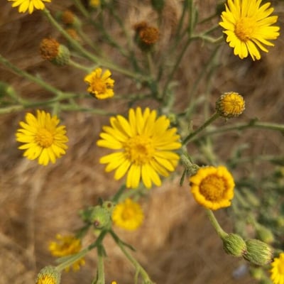 Heterotheca grandiflora — flower