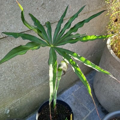 Arisaema consanguineum — leaf