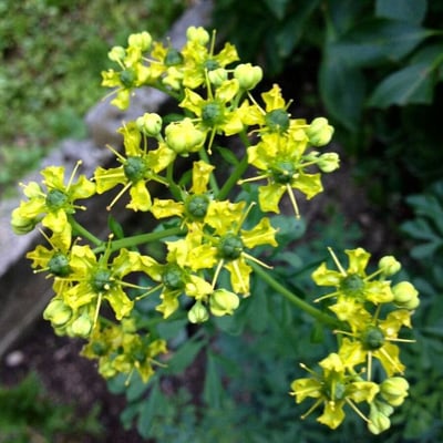 Ruta graveolens — flower