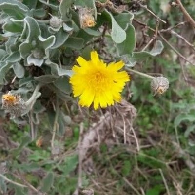 Andryala ragusina — flower