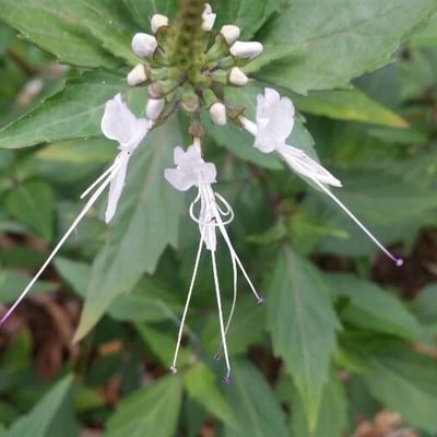 Orthosiphon aristatus — flower