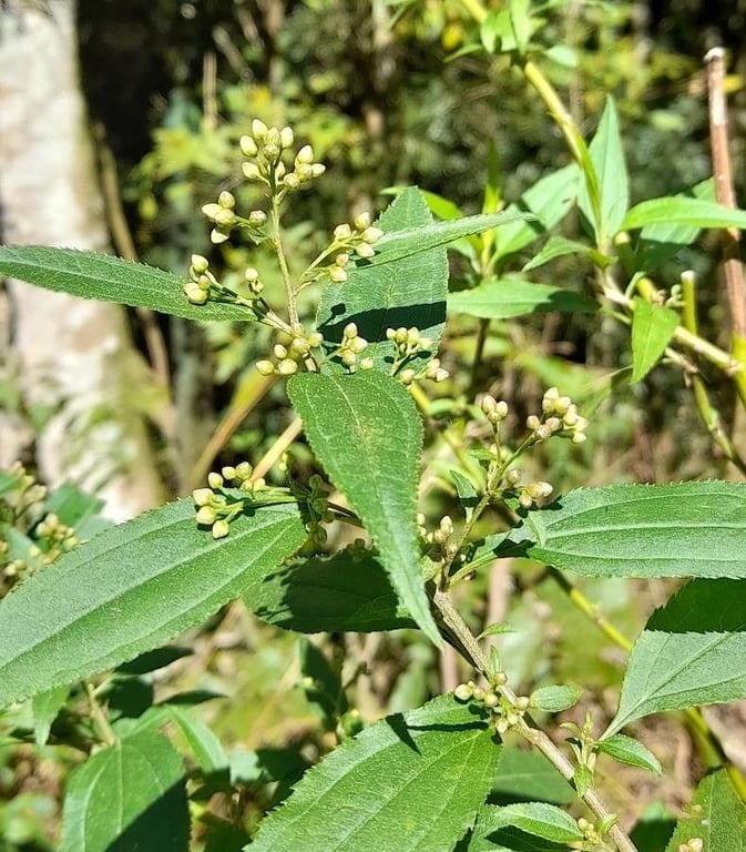 Chromolaena laevigata