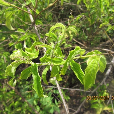 Hoslundia opposita — habit