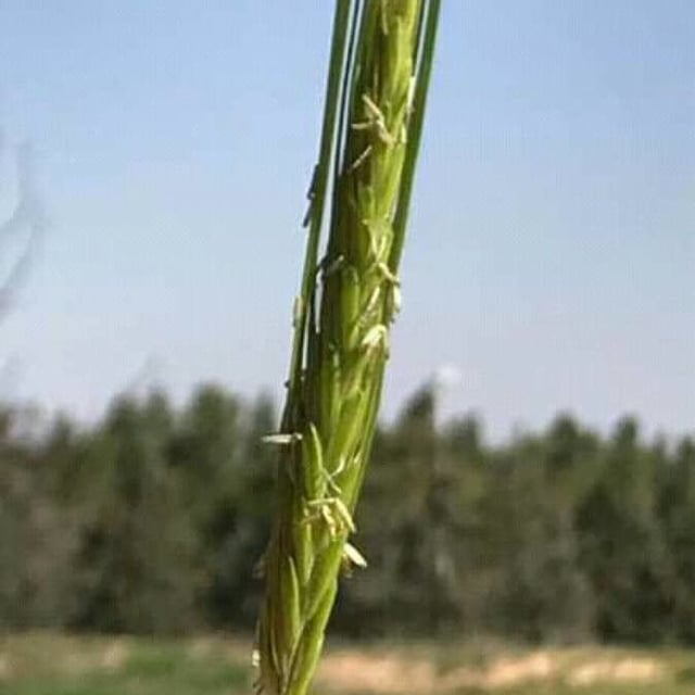 Hordeum spontaneum — fruit