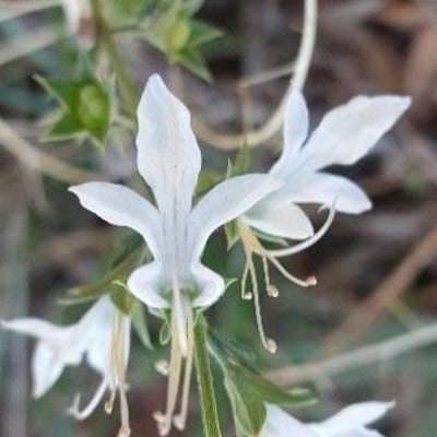 Teucrium pseudochamaepitys — flower