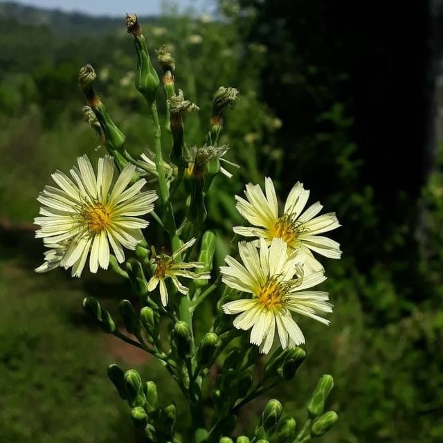 Lactuca indica — flower