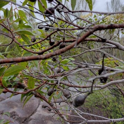 Corymbia gummifera — fruit