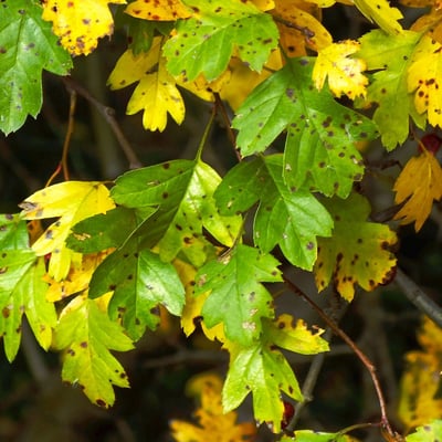 Crataegus pinnatifida — leaf