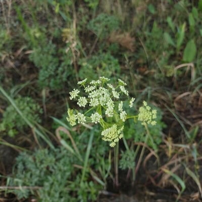 Peucedanum oreoselinum — flower