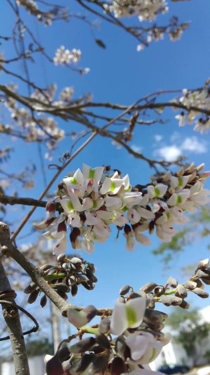 Fish-poison-tree