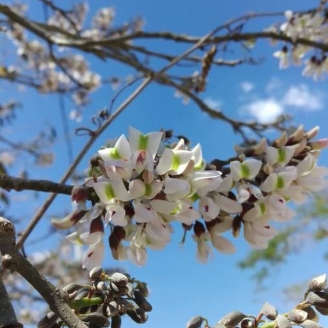 Fish-poison-tree