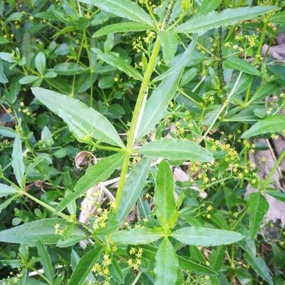 Rubia tinctorum — flower