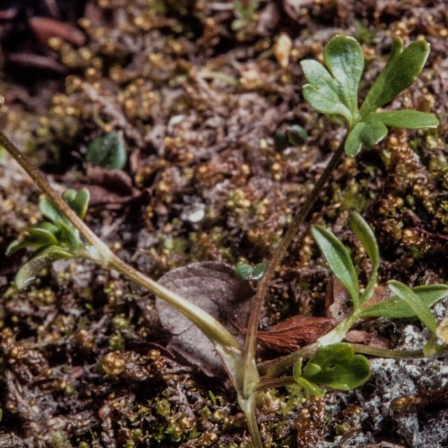 Ranunculus pygmaeus — flower