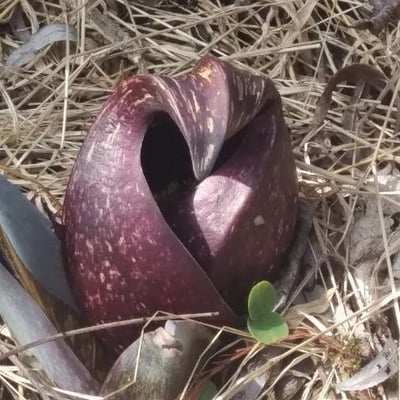 Symplocarpus foetidus — flower