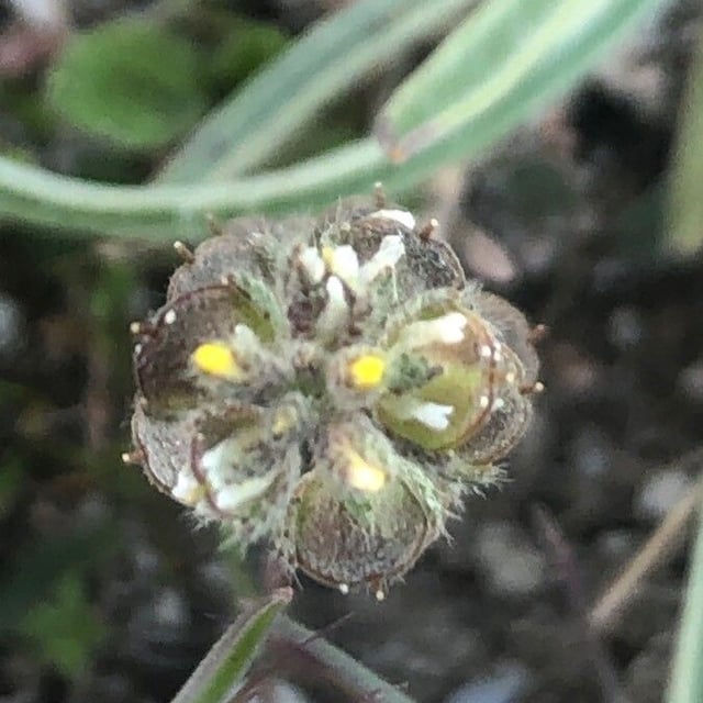 Alyssum simplex — flower