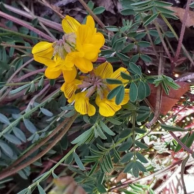 Hippocrepis comosa — flower