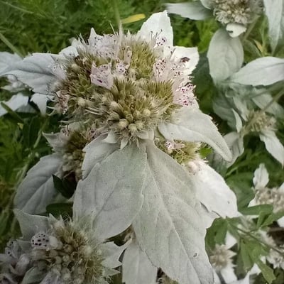 Pycnanthemum incanum — flower