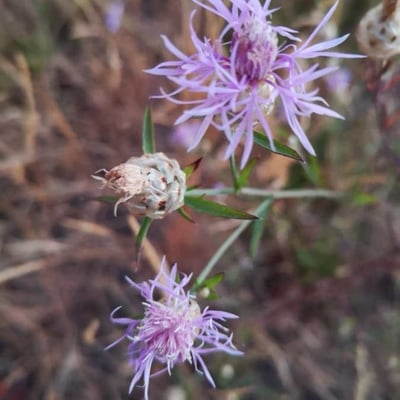 Centaurea paniculata — flower