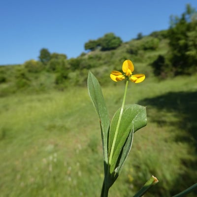 Scorpiurus muricatus — flower
